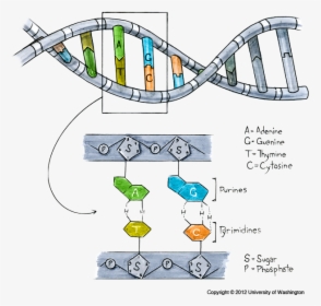 Structure Of Dna - Allele In Dna Diagram, HD Png Download, Free Download
