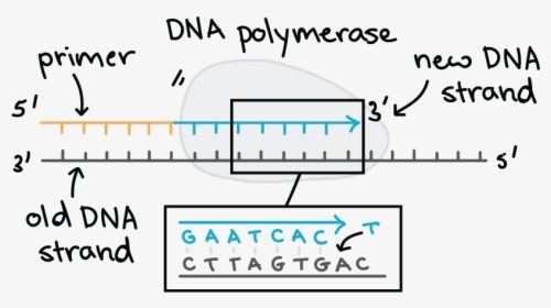 Dna Polymerase Dna Replication, HD Png Download, Free Download