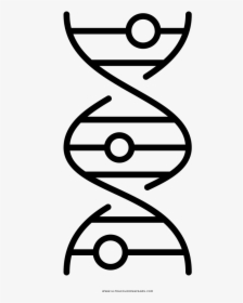 Dna Strand Coloring Page - Outlines Dna String, HD Png Download, Free Download