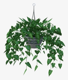 Hanging Plant, Leaves, Planter, Green, White, Leaf - Hanging Plant Png, Transparent Png, Free Download