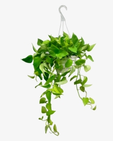 Transparent Hanging Ivy Png - Pothos Hanging Basket, Png Download, Free Download