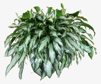 Transparent Bush Texture Png - Texture Plant Png Transparent, Png Download, Free Download