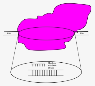 Transparent Dna Strand Png, Png Download, Free Download