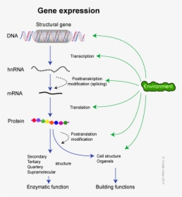 Dogma Molecular Biology - Gene Expression Biology, HD Png Download, Free Download