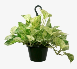 Marble Pothos, HD Png Download, Free Download