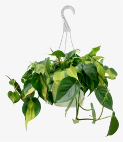 Philodendron Brazil Hanging Basket, HD Png Download, Free Download
