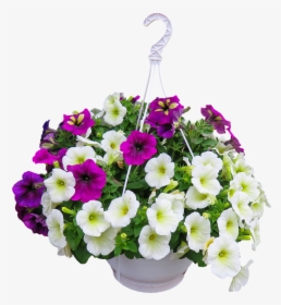 Hanging Baskets Flowers Transparent Background, HD Png Download, Free Download