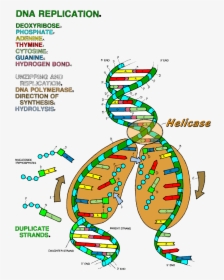 Transparent Double Helix Png - Dna Replication Coloring Worksheet, Png Download, Free Download