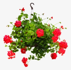 Nature, Flower, Incomplete, Geranium, Hanging Basket - Bunga Gantung Png, Transparent Png, Free Download
