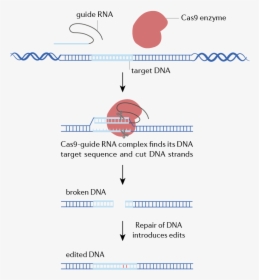 Cas9 Enzyme Cutting Dna, HD Png Download, Free Download