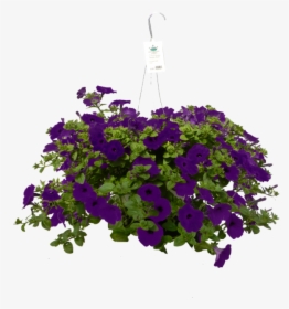 Hanging Baskets Purple Petunia, HD Png Download, Free Download