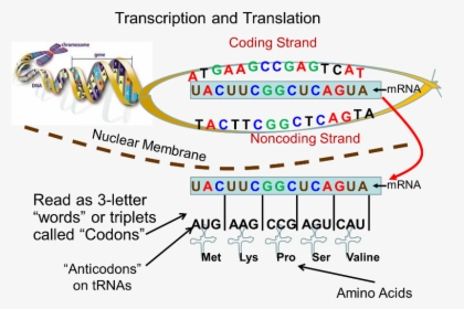 A Mini Example Of How The Sequence Of Nucleotides In - Dna Mrna Translation, HD Png Download, Free Download