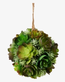 Succulent Plant - Succulent Ball, HD Png Download, Free Download
