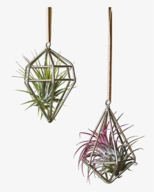 Airplant Hanging Decoration Cutout Web Version - Pond Pine, HD Png Download, Free Download