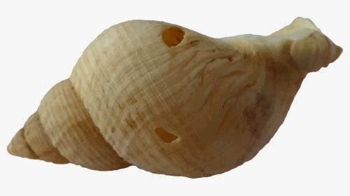 Sea Shell Clam Ocean Sea Shells Beach Sand - Caparazon Caracol Png, Transparent Png, Free Download