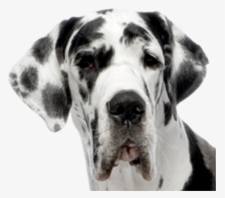 Dolmanian Dog Face Png - Group Of Pets, Transparent Png, Free Download