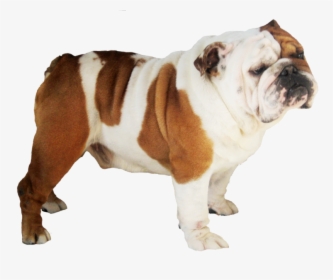 Bull Dog Png - English Bulldog Puppy No Background, Transparent Png, Free Download