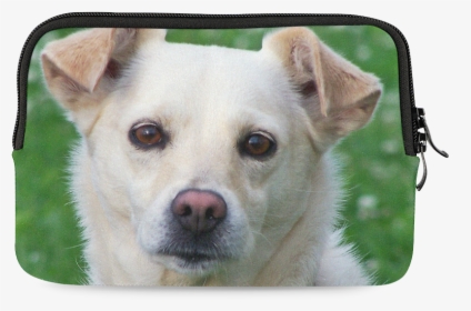 Dog Face Close-up Ipad Mini, HD Png Download, Free Download