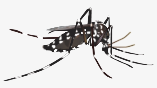Yellow Fever Mosquito Insect Vector Dengue - Dengue Mosquito Black And White, HD Png Download, Free Download