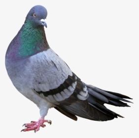 Bird,vertebrate,stock Dove,pigeons And Doves,rock - Google Pigeon Update, HD Png Download, Free Download