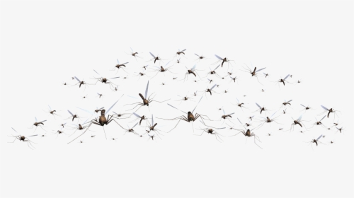 Mosquito Png Download Image - Pigeons And Doves, Transparent Png, Free Download