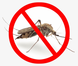 Mosquito Png Image Transparent - Pest Control Mosquito Png, Png Download, Free Download