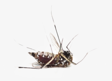 Dengue Mosquito Pics Without Back Ground, HD Png Download, Free Download