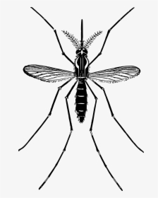 Mosquito Png Free Download - Mosquito Png, Transparent Png, Free Download