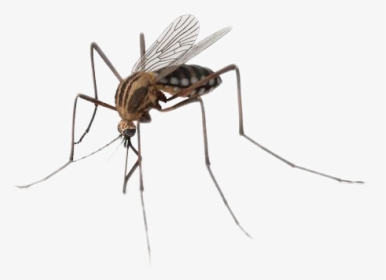 Mosquitoes Insects Png Download - Transparent Background Mosquito Png, Png Download, Free Download