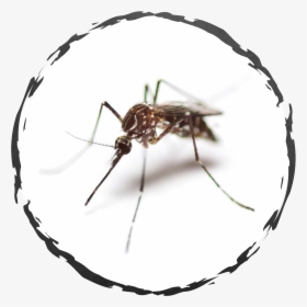 Transparent Mosquito Png - Mosquito, Png Download, Free Download