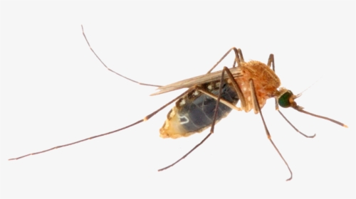 Mosquito Png Image - Virus, Transparent Png, Free Download