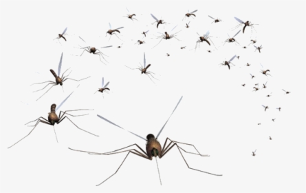 Mosquito Control, HD Png Download, Free Download