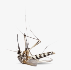 Transparent Mosquito Png - Mosquito Tick Control, Png Download, Free Download