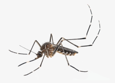 Orange County Mosquito And Vector Control District - Aedes Notoscriptus, HD Png Download, Free Download