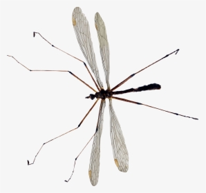 Mosquito Png Image - Crane Fly Transparent Png, Png Download, Free Download