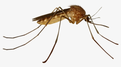 House Mosquito, HD Png Download, Free Download