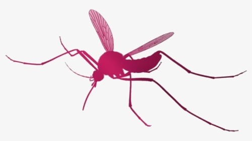 Mosquito Png Transparent Images - Mosquito, Png Download, Free Download