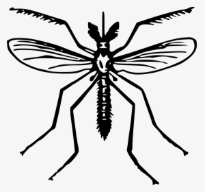 Clip Art Of Mosquito, HD Png Download, Free Download