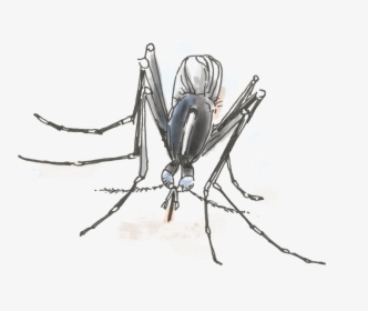 Vector Mosquitoes Black And White, HD Png Download, Free Download