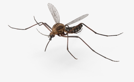 Mosquito Product Msds - Mosquito Fly Png, Transparent Png, Free Download