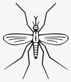 Insect, Malaria, Mosquito, Pest, Animal - Mosquito Clip Art, HD Png Download, Free Download