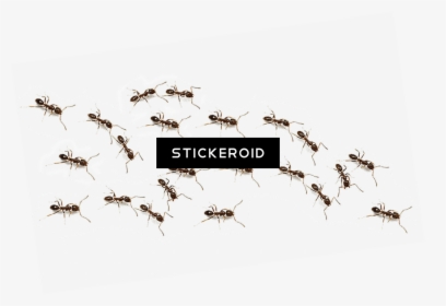 Ant Ants Insects - Mosquito, HD Png Download, Free Download