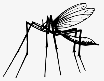 Mosquito - Mosquito En Blanco Y Negro, HD Png Download, Free Download
