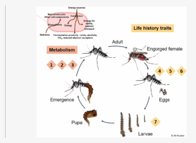 Putative Functions Of Mosquito Associated Microbiota - Microbiota Mosquito, HD Png Download, Free Download
