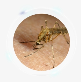 Brown Mosquitoes, HD Png Download, Free Download