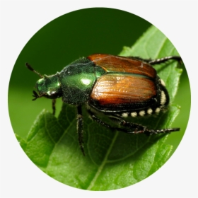 Japanese Beetles These Beetles Destroy Plants, Flowers - Japanese Beetle, HD Png Download, Free Download