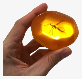 Mosquito Trapped In Amber, HD Png Download, Free Download