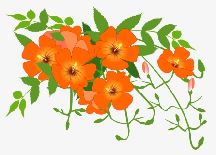 Chinese Trumpet Vine, Flower Vine, Orange, Summer - Flower Vines Clip Art, HD Png Download, Free Download