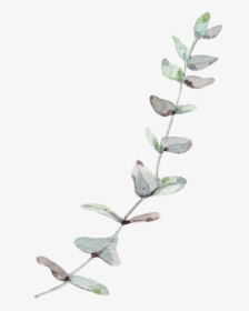 Eucalyptus Leaf Leaves Trees Gum Wind Nordic Clipart - Transparent Background Eucalyptus Png, Png Download, Free Download