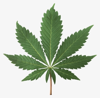 Cannabis-plant - High Res Pot Leaf, HD Png Download, Free Download
